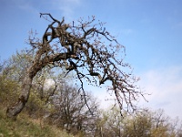 Pálava - strom "Polednice"...