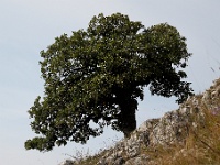 Pálava - korkový dub...