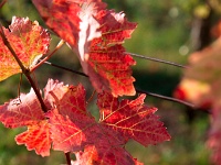 Podzim ve vinohradu...